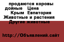 продаются коровы дойные › Цена ­ 45 000 - Крым, Евпатория Животные и растения » Другие животные   